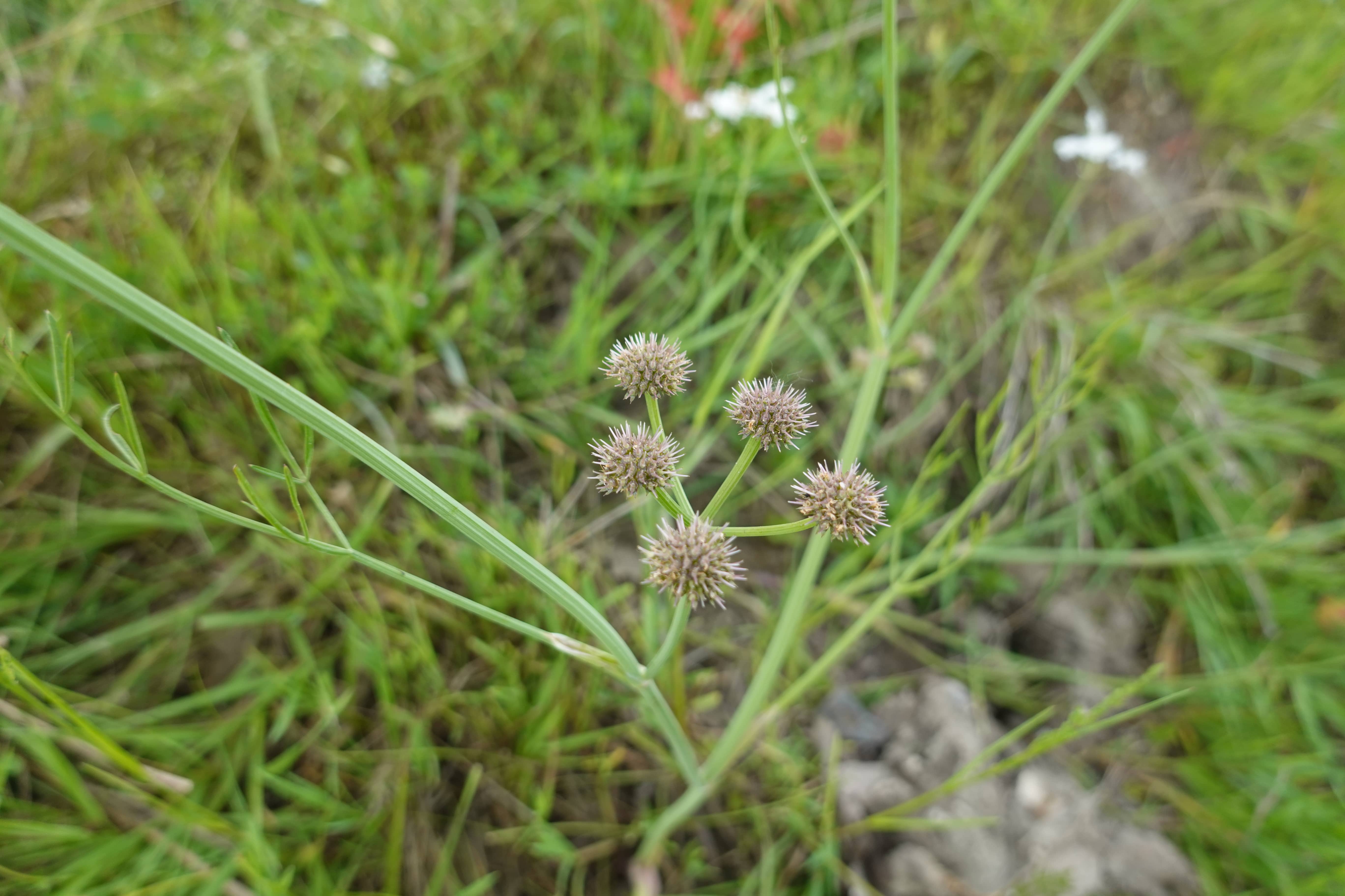 Sanikel