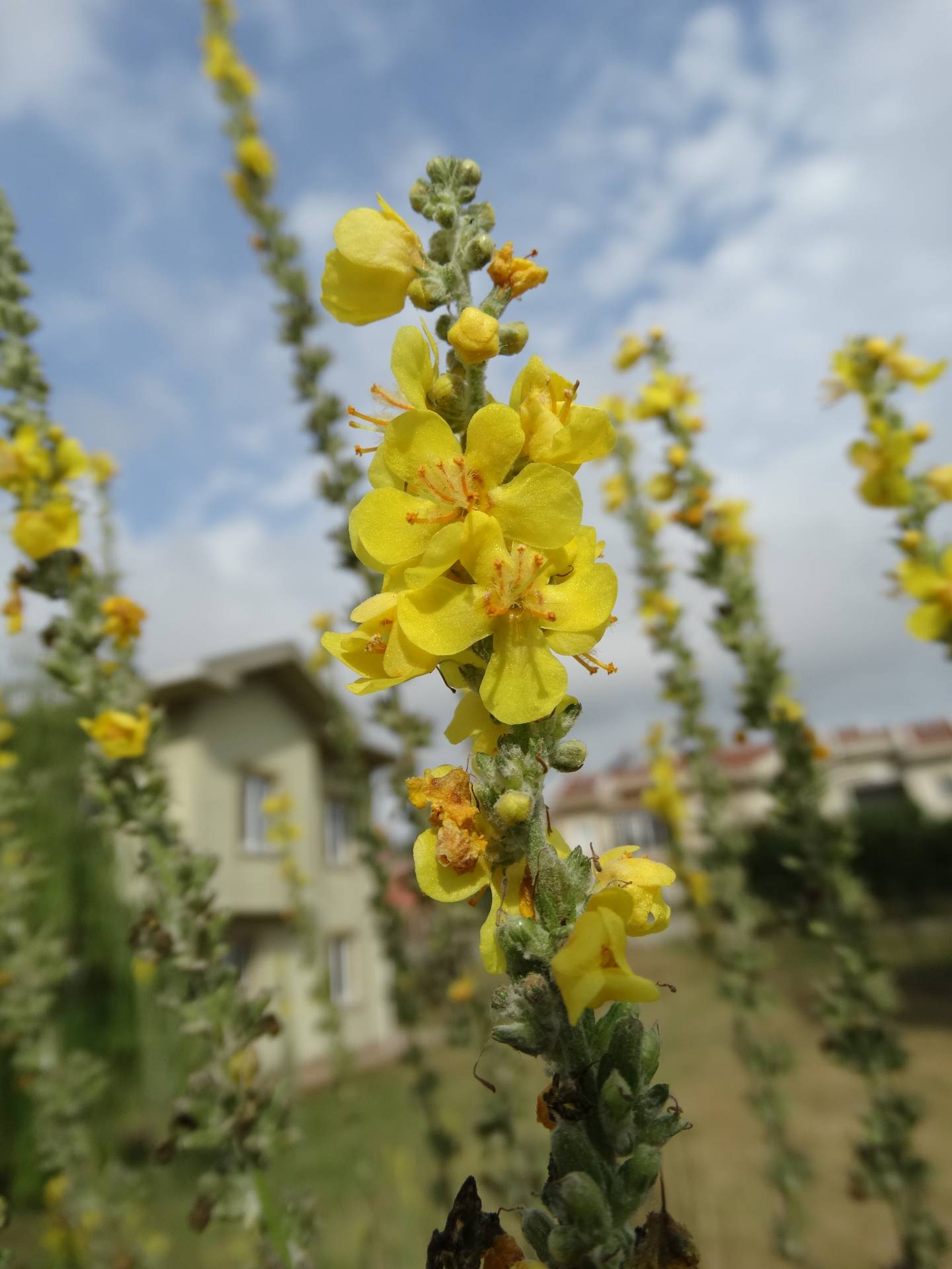 Sahil Sığırkuyruğu