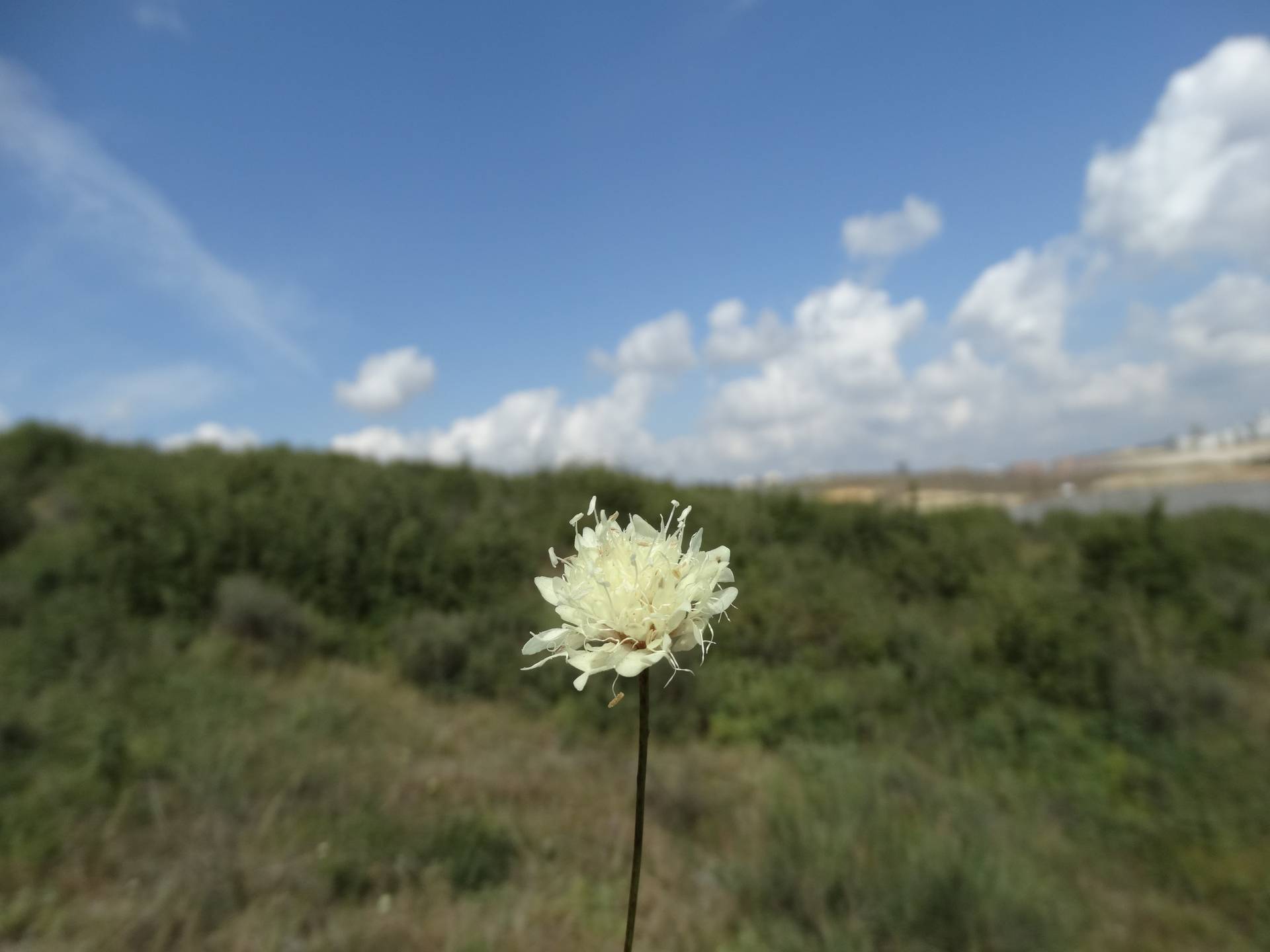 Sultan Pelemiri