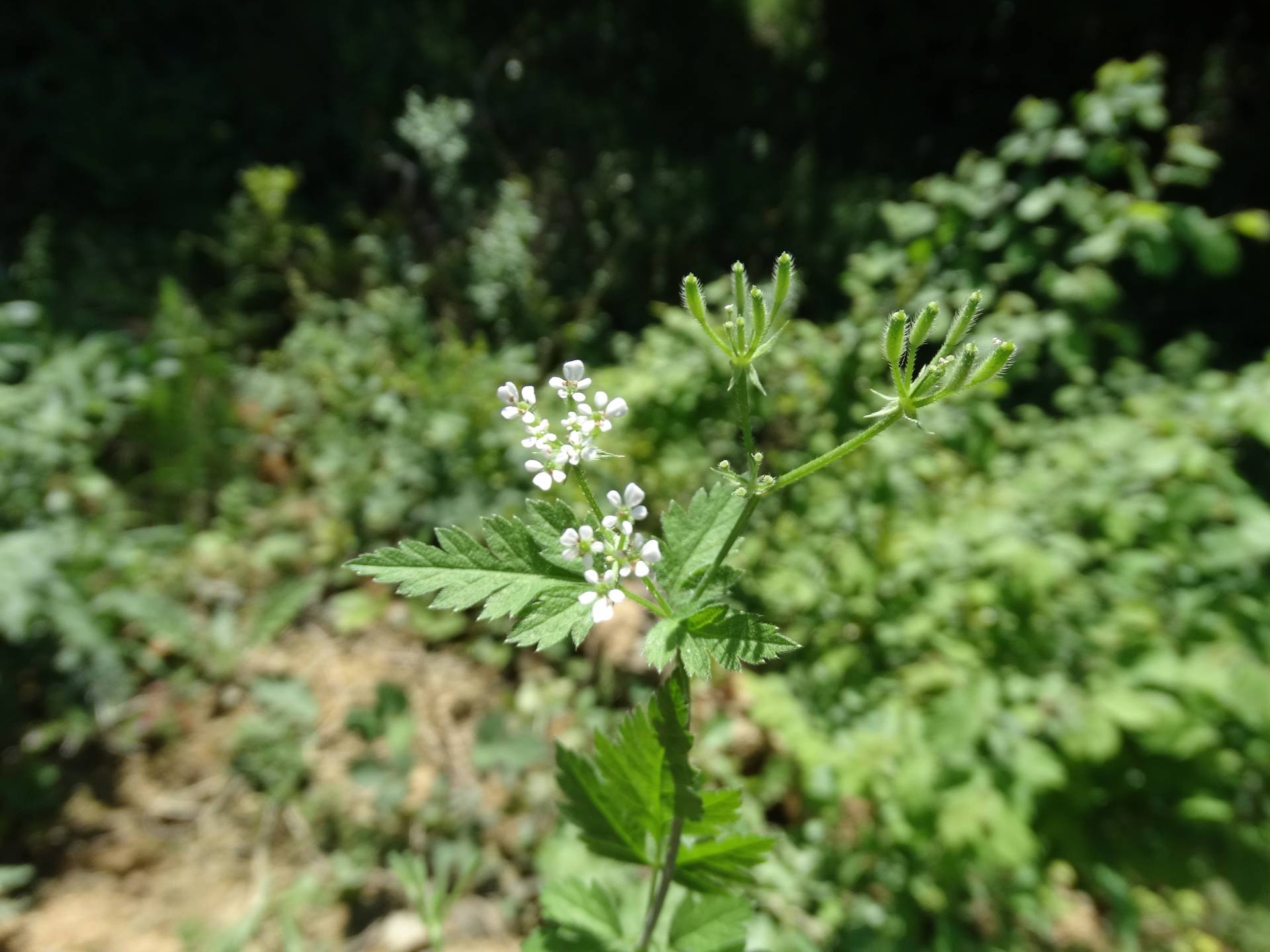 Hacıkuş
