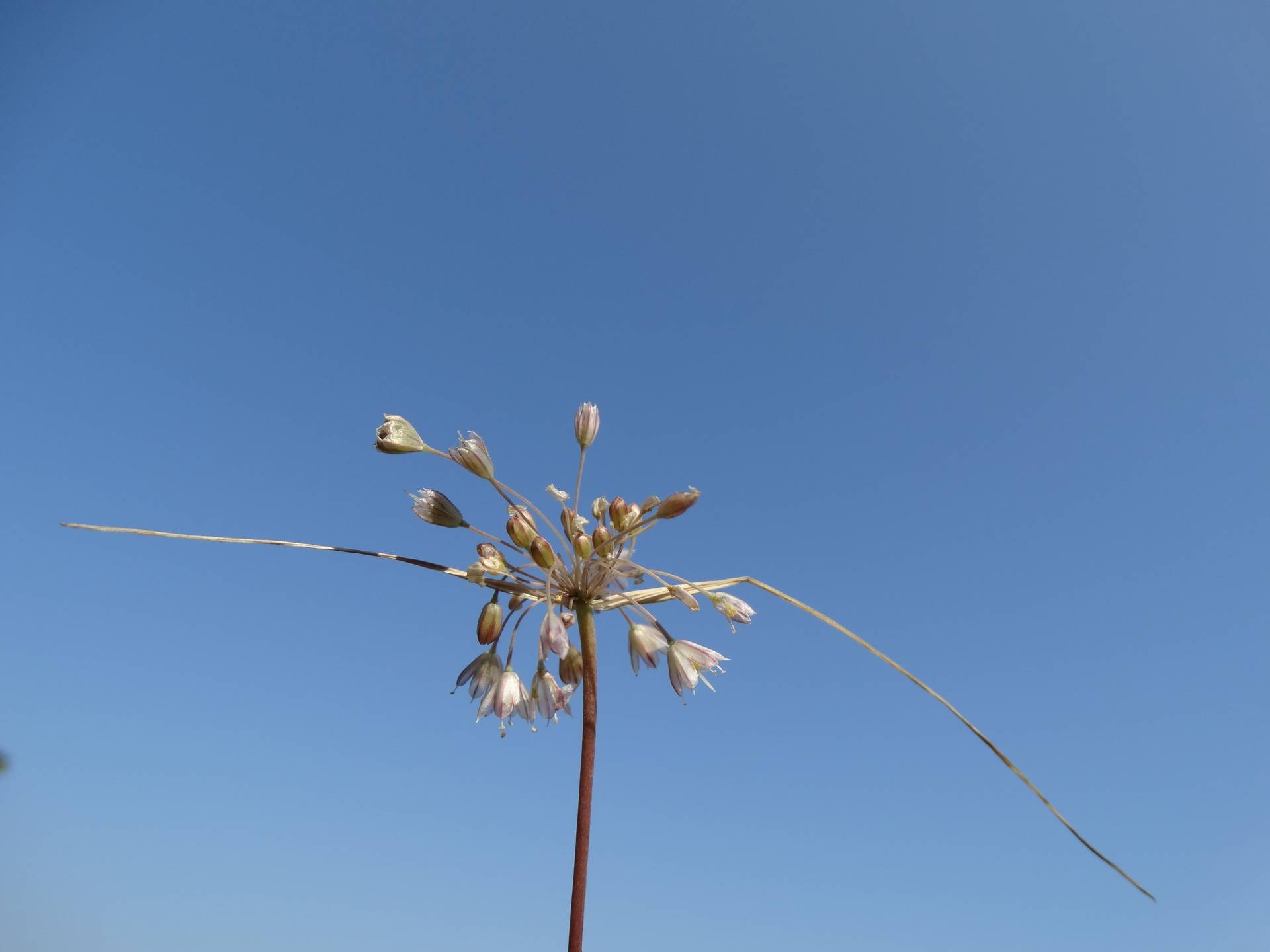 Yaban Sarmısağı