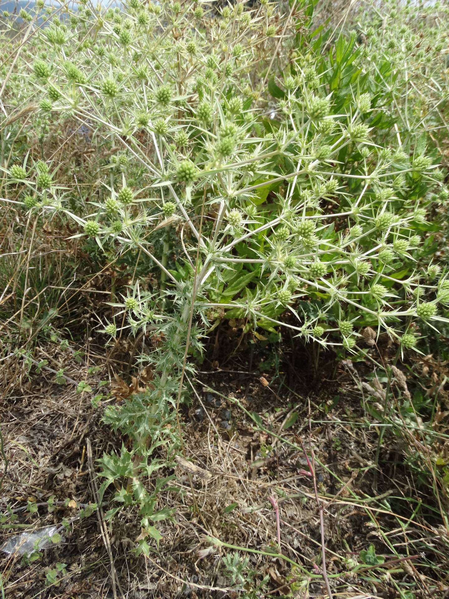 Kırsenet, Boğadikeni