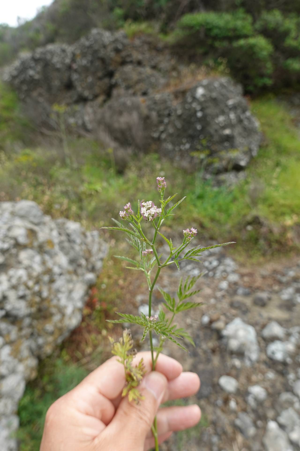 Dercikotu