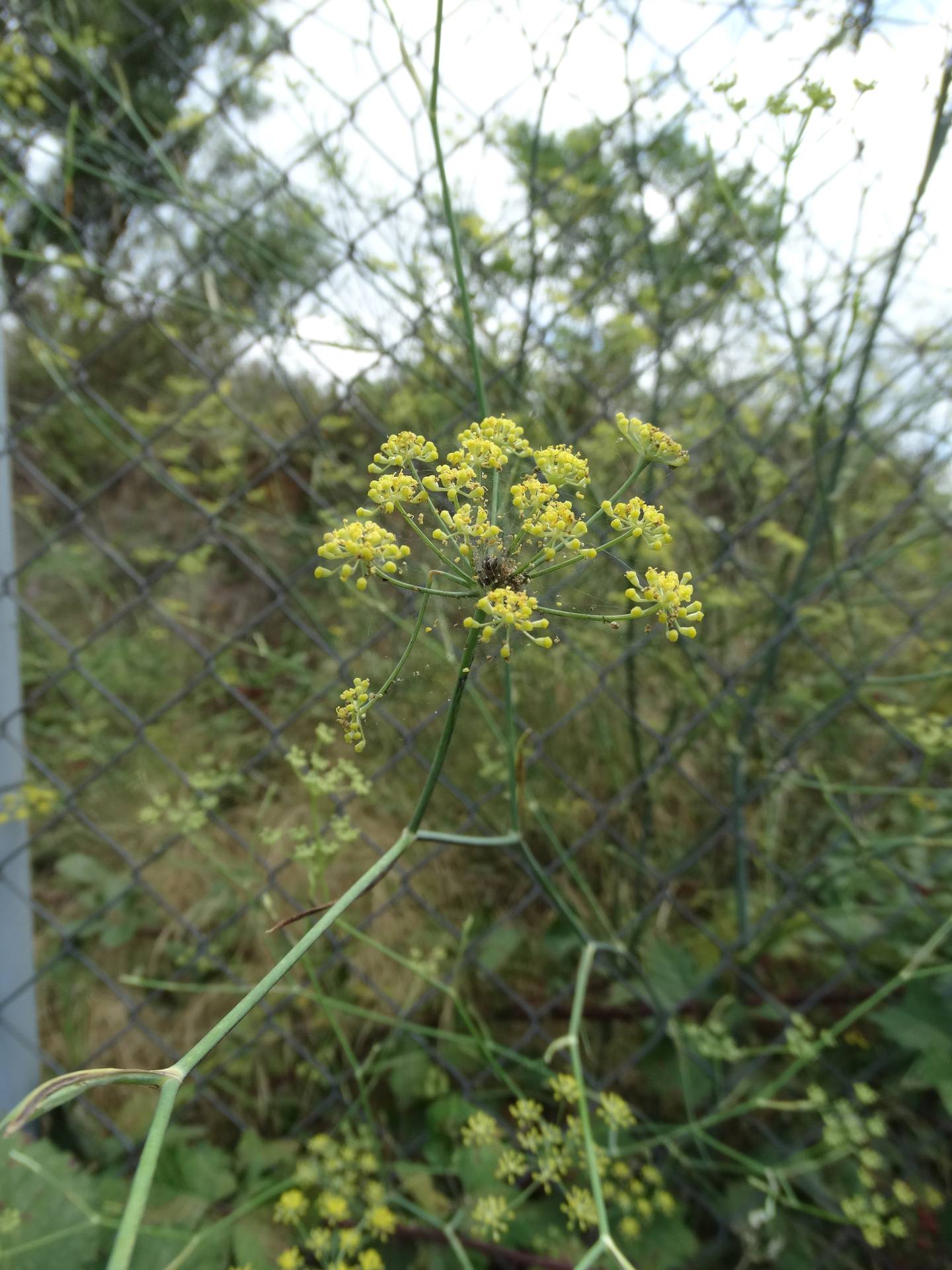 Rezene