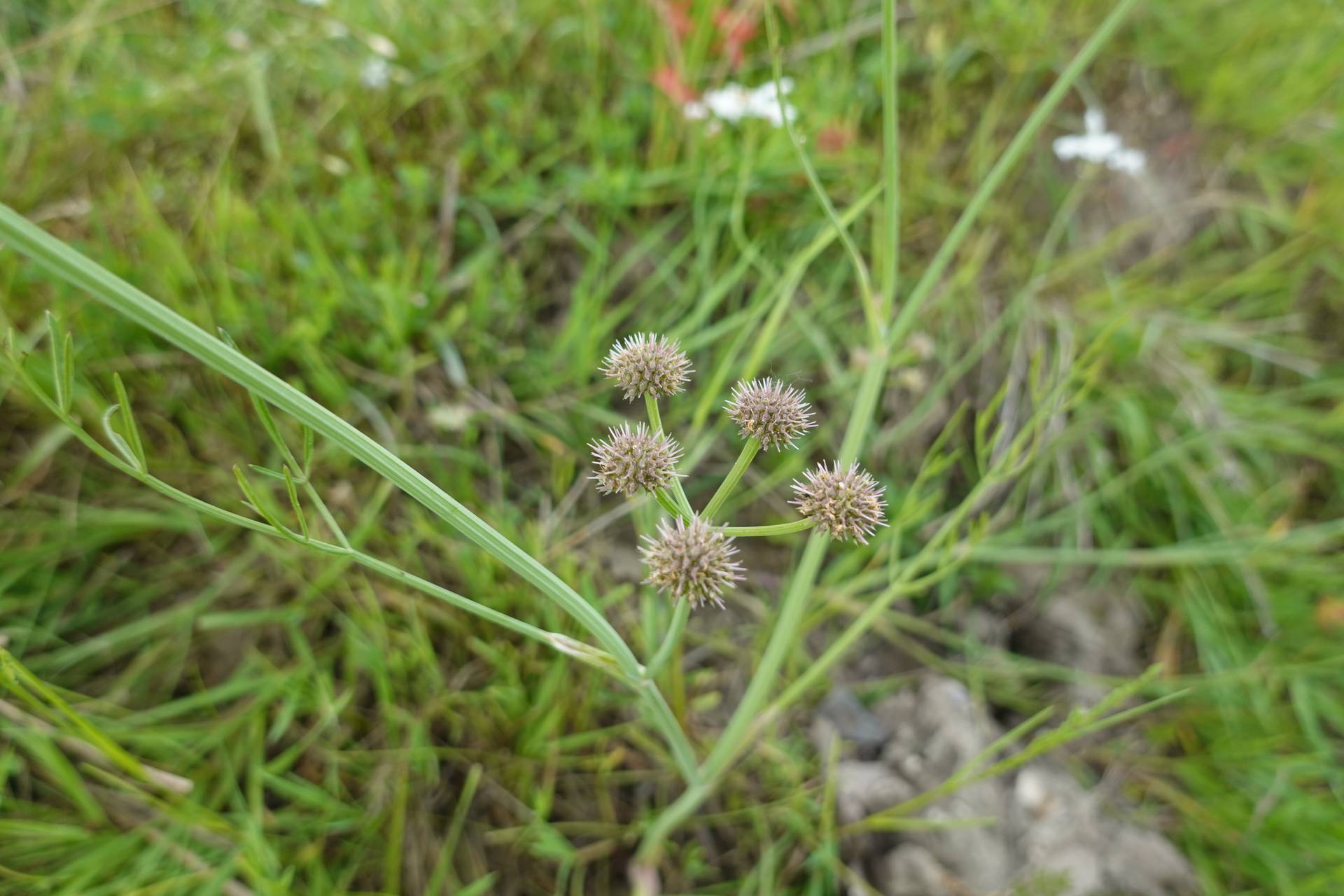 Kazyak