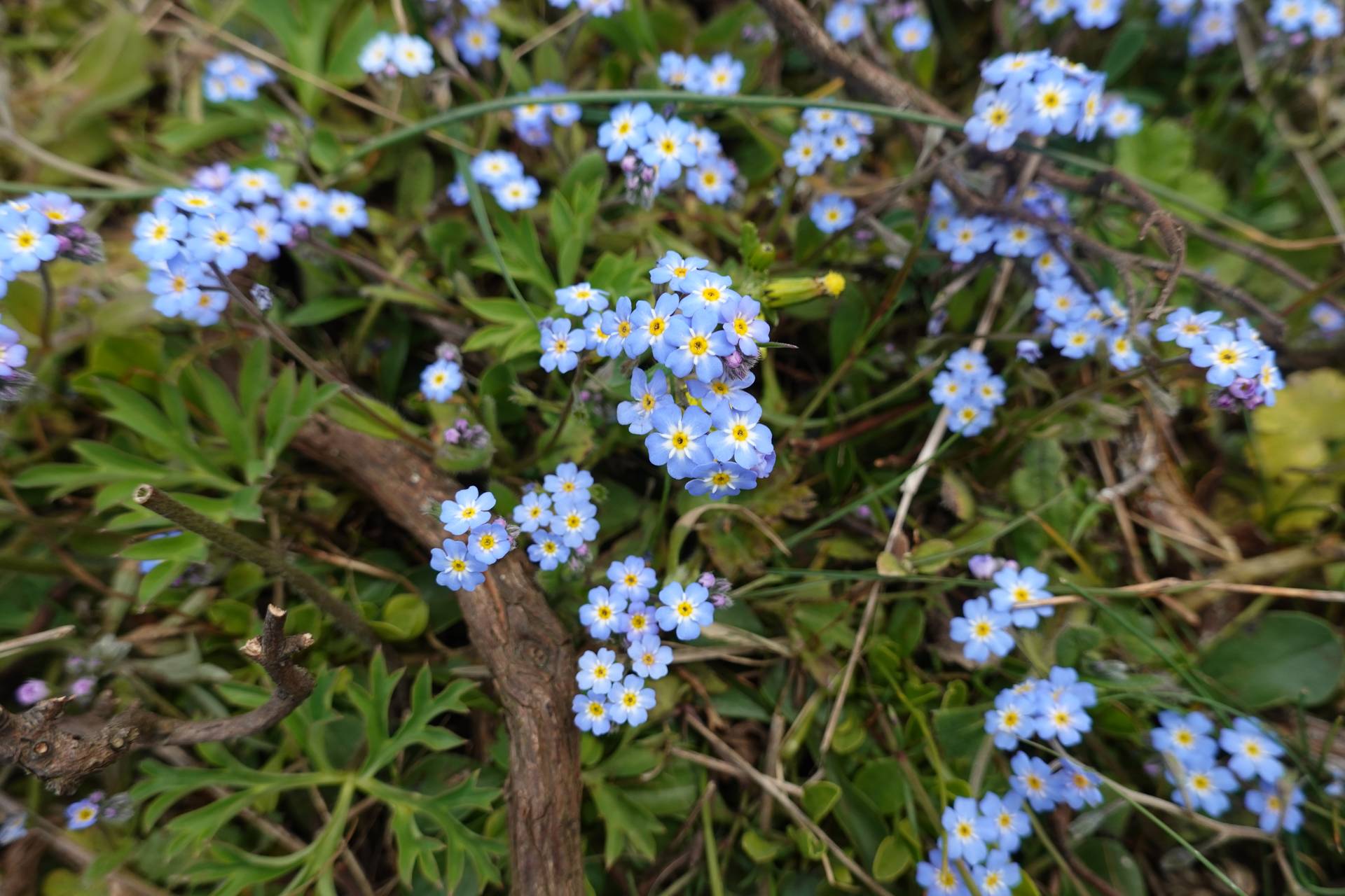 Boncukotu