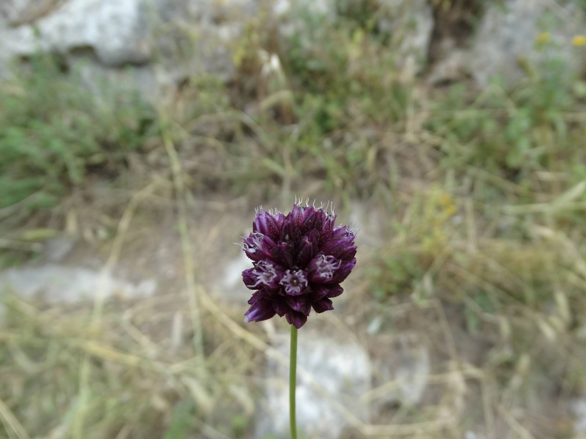 Deli Pırasa